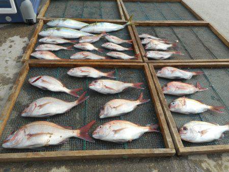 大進丸（愛知） 釣果