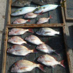 大進丸（愛知） 釣果