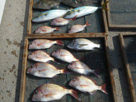 大進丸（愛知） 釣果