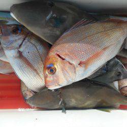 大進丸（愛知） 釣果