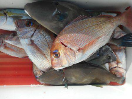 大進丸（愛知） 釣果