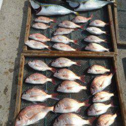 大進丸（愛知） 釣果