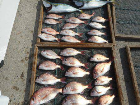 大進丸（愛知） 釣果