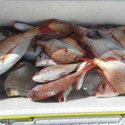 大進丸（愛知） 釣果