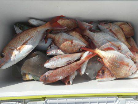 大進丸（愛知） 釣果