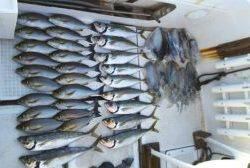 さぶろう丸 釣果