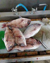 和歌山マリーナシティ釣り堀 釣果