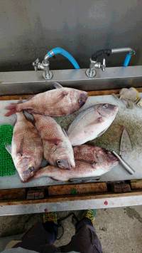 和歌山マリーナシティ釣り堀 釣果