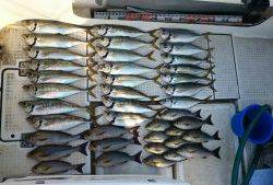 さぶろう丸 釣果