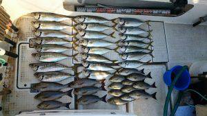 さぶろう丸 釣果