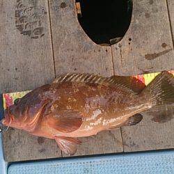 第二常豊丸 釣果