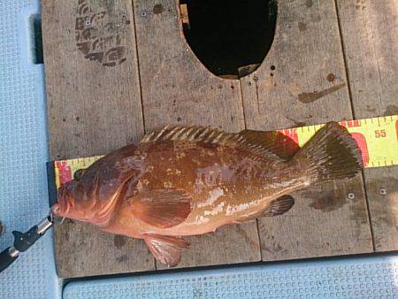 第二常豊丸 釣果