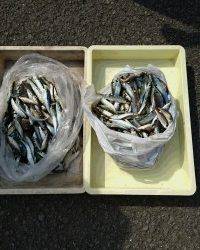 和歌山マリーナシティ釣り公園 釣果