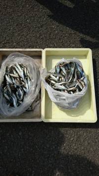 和歌山マリーナシティ釣り公園 釣果