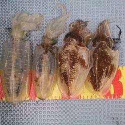 第二常豊丸 釣果