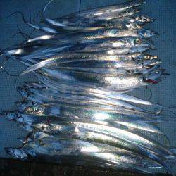 第二常豊丸 釣果