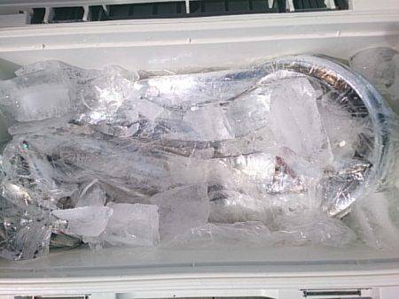 第二常豊丸 釣果