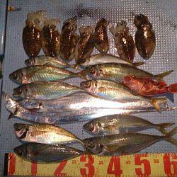 第二常豊丸 釣果