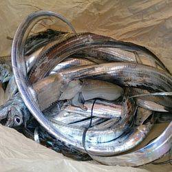 第二常豊丸 釣果