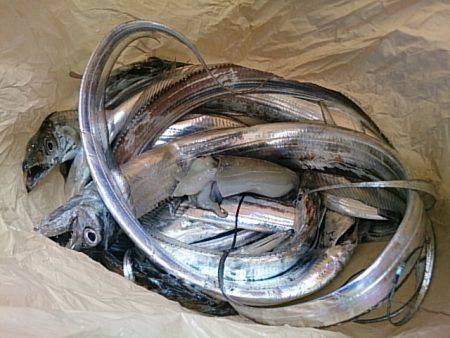 第二常豊丸 釣果