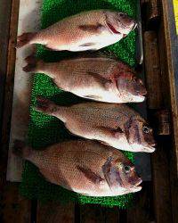 和歌山マリーナシティ釣り堀 釣果