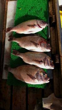 和歌山マリーナシティ釣り堀 釣果