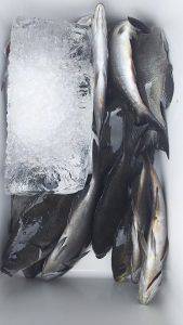 伊豆下田フィッシング 釣果