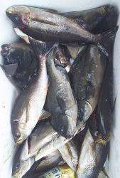 伊豆下田フィッシング 釣果