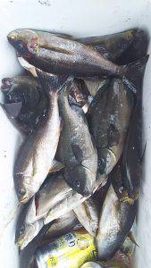 伊豆下田フィッシング 釣果