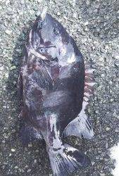 伊豆下田フィッシング 釣果