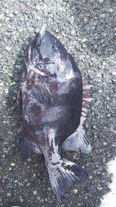 伊豆下田フィッシング 釣果