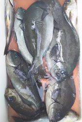 伊豆下田フィッシング 釣果