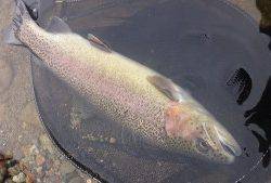 会津大川(会津非出資漁業協同組合) 釣果