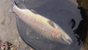 会津大川（会津非出資漁業協同組合） 釣果