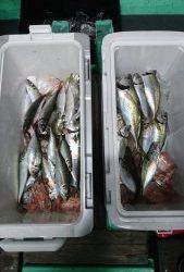 愛海丸 釣果