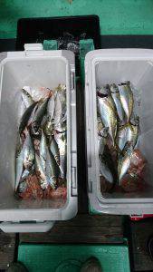 愛海丸 釣果