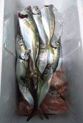 愛海丸 釣果