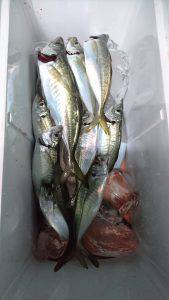 愛海丸 釣果
