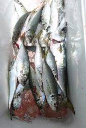 愛海丸 釣果