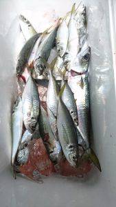 愛海丸 釣果