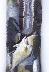 伊豆下田フィッシング 釣果