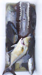 伊豆下田フィッシング 釣果