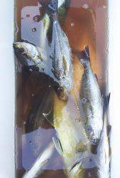 伊豆下田フィッシング 釣果