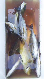 伊豆下田フィッシング 釣果