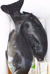 伊豆下田フィッシング 釣果