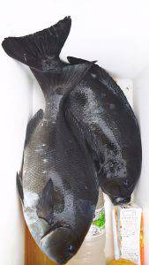 伊豆下田フィッシング 釣果