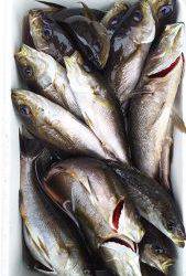 伊豆下田フィッシング 釣果