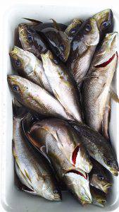 伊豆下田フィッシング 釣果