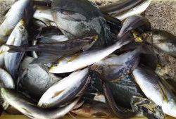 伊豆下田フィッシング 釣果