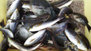 伊豆下田フィッシング 釣果